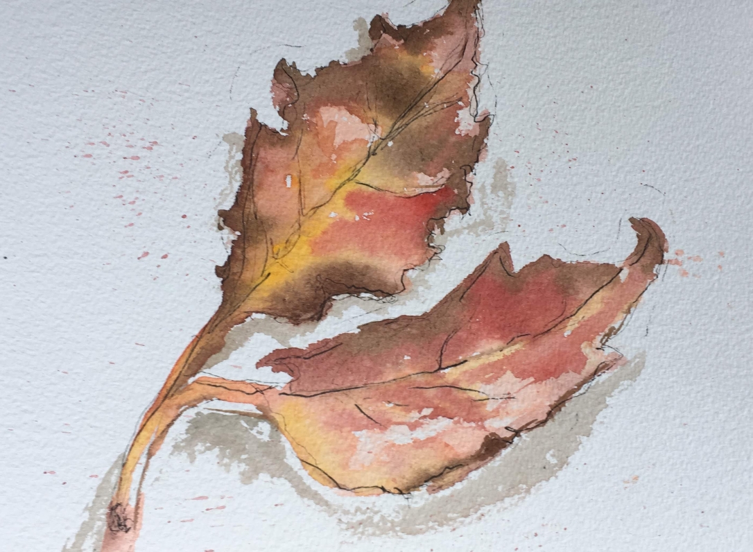 illustrative Autumn leaf Water colour
